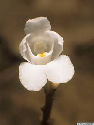 Image result for Didymoplexis