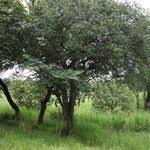 Image result for Pseudolachnostylis maprouneifolia