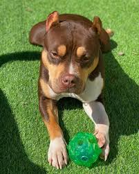 Beverly Hills Doggie Hotel