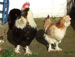 The back and breast are both noticeably wide and the chicken has a deep chest as well. Faverolles Chickens Hollywater Hens