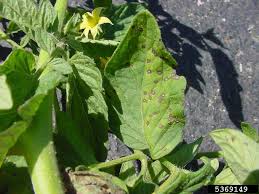 Image result for Septoria leaf spot of tomato