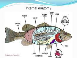 Ppt Welcome To Zoo 511 Ecology Of Fishes Powerpoint Presentation Free Download Id 2282910