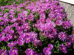 Ice plants grow and thrive in warm weather climates and do not require a lot of care or too much water. How To Grow Ice Plant From Cuttings 2 Easy Steps Krostrade