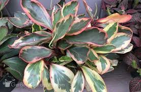 We did not find results for: Tropical Houseplant Care Guide How To Grow Tropical Plants Indoors
