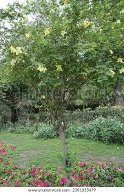 Image result for Bauhinia tomentosa