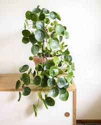 Pin On Gardening