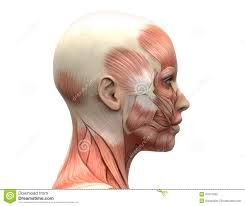 The basic parts of the human body are the head, neck, torso, arms and legs. Human Head Back Side Human Anatomy Back Of Head Anatomy Back Of Head Human Anatomy Head Anatomy Human Skull Anatomy Head Muscles