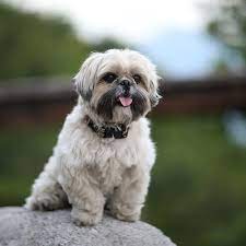 Shih Tzu Pdsa