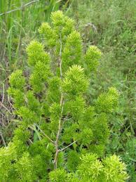 Image result for Asparagus macowanii