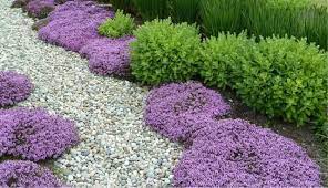 Creeping Thyme Ground Cover Plants Ground Cover Edging Plants