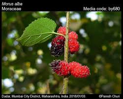 Image result for Morus indica