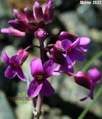 Image result for Arabis