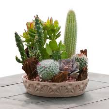 Growing cacti and succulents indoor is relatively easy to do. Medium Cactus Garden Indoor Office Plants By Plant Type Givingplants Com