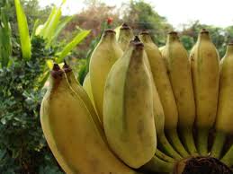 Kudapan pisang yang sedang populer adalah pisang goreng, pisang nugget hingga cake pisang. Lendah Dua Puluh Jenis Pisang Konsumsi Dan Bernilai Ekonomi