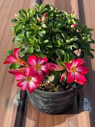 Image result for Ctenium somalense