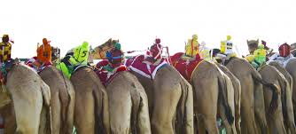 This pace slows considerably as the race it can also run 18 miles per hour for an hour. The Ancient Arabian Tradition Of Camel Racing Has Taken A Modern Twist With Robot Jockeys