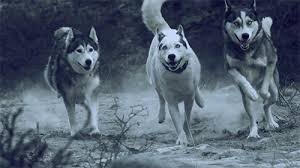 All animated wolves pictures are absolutely free and can be linked directly, downloaded or shared via ecard. Wolves Gif Inspiring Animated Gif Picture On Favim Com