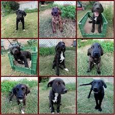 This page provides a listing of colorado newfoundland breeders. Adorable Newfoundland Lab Mix Puppies For Sale In Phoenix Arizona Classified Americanlisted Com