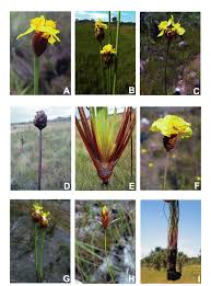 Image result for Xyris