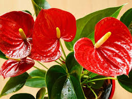 Pin On Gardening