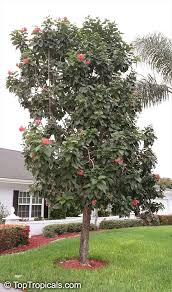 Image result for Cordia