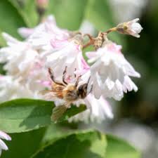 Image result for Deutzia hybrida Pink Pompon