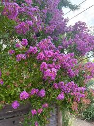 Image result for Cadaba glaberrima