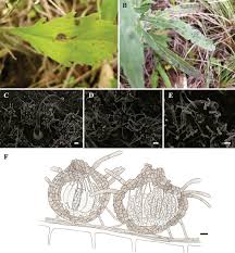 Image result for Conyza limosa