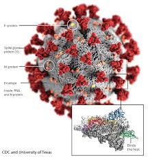 Maybe you would like to learn more about one of these? Coronavirus Here S How Small The Enemy Is And How It Attacks Orange County Register