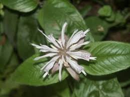 Maybe you would like to learn more about one of these? Plants Hot Springs National Park U S National Park Service