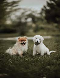 This is an essential service that beautifies properties, improves cleanliness, and reduces the chances of pet waste disposal businesses should require clients to sign a services agreement before starting a new project. 3 Benefits Of Hiring A Dog Waste Removal Service Palmetto Scoopers Columbia Sc Dog Waste Removal