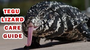 Argentine Black And White Tegu For Sale Canada You Should Know This Before You Buy A Tegu Lizard Tegu Lizard Tegu Lizard