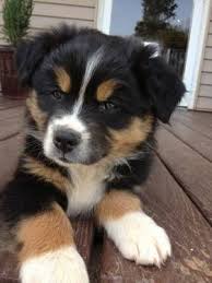 Black Australian Shepherd Puppy Pin By Andrew Johnson On Puppies Aussie Puppies Australian Shepherd Puppies Animals