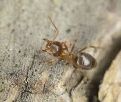Diese mittel helfen schnell und zuverlässig gegen ameisen im haus. Ameisenarten Erkennen Rentokil Schadlingsbekampfung