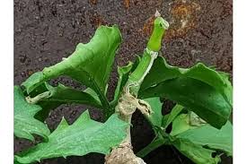 Image result for Cyphostemma jaegeri