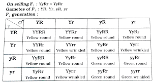 Show the cross between a ggbb and a ggbb. Explain Dihybrid Cross With Suitable Example Biology Q A Doubtnut