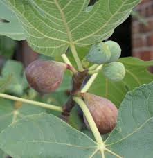 Growing figs in the southeast. Https Www Uky Edu Ccd Sites Www Uky Edu Ccd Files Figs Pdf