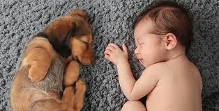 5 335 Newborn Puppy Stock Photos Pictures Royalty Free Images Istock