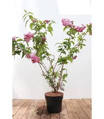 Image result for Deutzia hybrida Pink Pompon