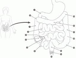 Human body coloring pages for adults. Human Body Systems Coloring Pages Coloring Home