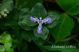 Image result for Vitex obovata