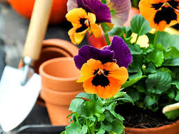 Nei giardini costituiscono un'ottima soluzione per decorare angoli di pareti, muri esterni, pergolati, a volte per coprire elementi antiestetici come locali contenenti rifiuti, vani tecnici o cisterne. Piante Da Giardino Resistenti Al Freddo Ecco Le Piu Adatte