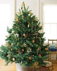 Green Decorating Wrapping Ideas Whole Living Live Green Decorating With Christmas Lights Potted Christmas Trees Live Christmas Trees