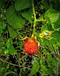 Image result for Rubus rosifolius