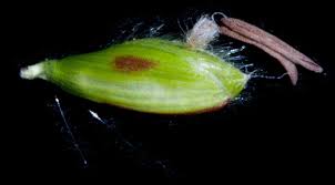 Image result for Urochloa dictyoneura