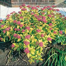 Image result for Spiraea bumalda