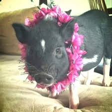 Check spelling or type a new query. Pot Bellied Pig