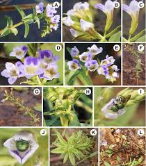 Image result for Limnophila indica