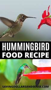 Hummingbird Food Video In 2020 Hummingbird Food Hummingbird Nectar Recipe Homemade Hummingbird Food