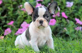 My english bulldog, william, found a wonderful, perfect new home in two days on rescue me! French Bulldog Puppies For Sale Puppy Adoption Keystone Puppies